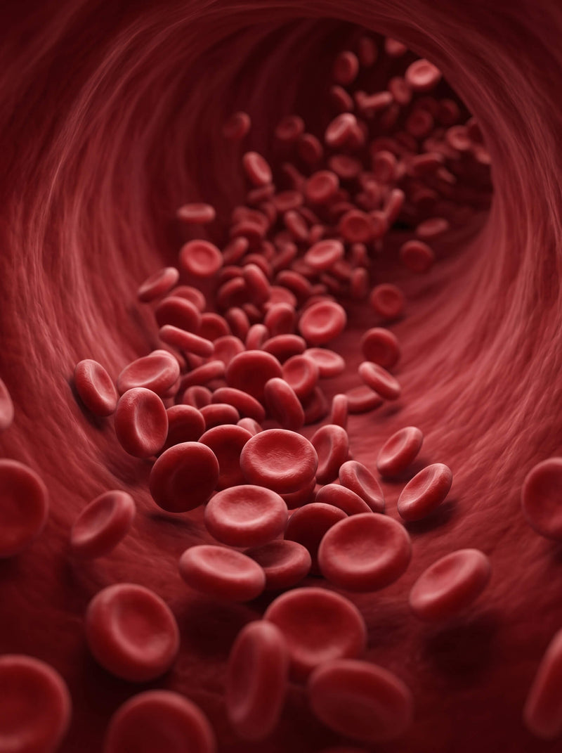 Blood Flow