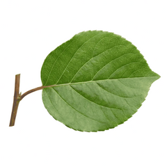 Polygonum Cuspidatum